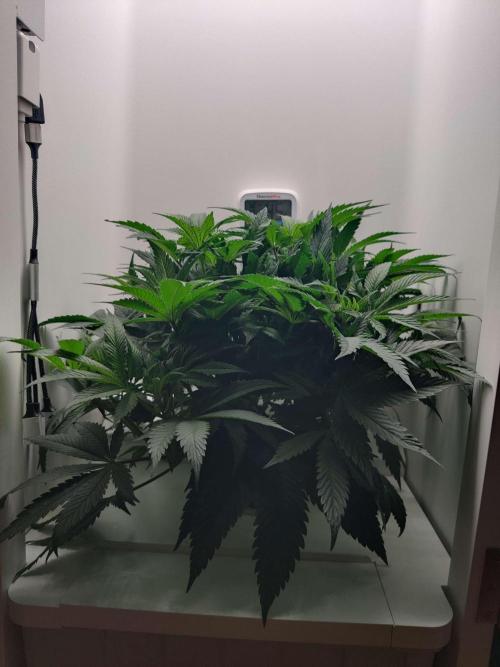 Olivia. Week 6 - Day 2