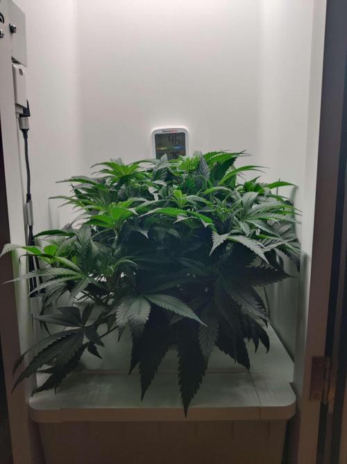 Olivia. Week 6 - Day 3