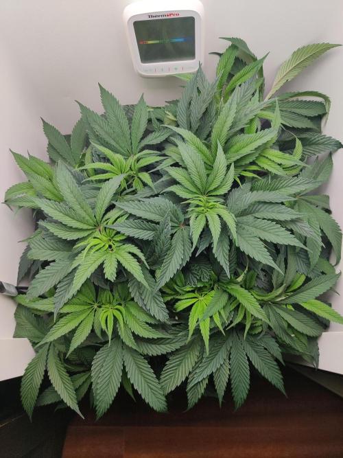 Olivia. Week 6 - Day 4