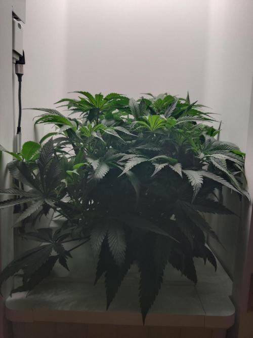 Olivia. Week 6 - Day 5