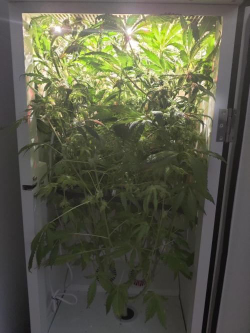 Helena. Week 13 - Day 3