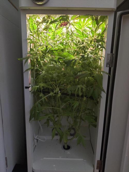 Helena. Week 13 - Day 4