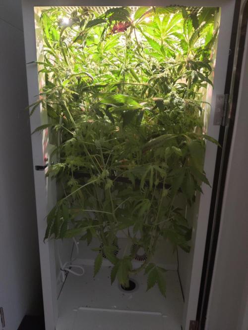 Helena. Week 13 - Day 5
