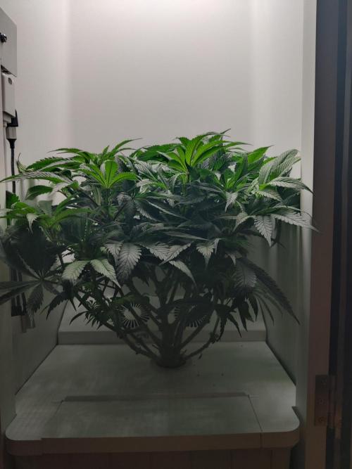 Olivia. Week 7 - Day 1