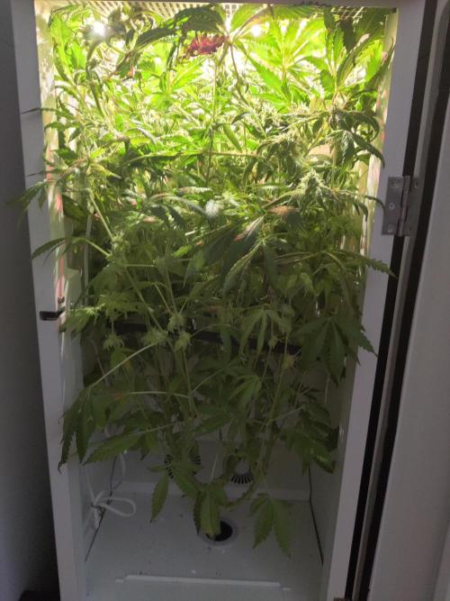 Helena. Week 13 - Day 6