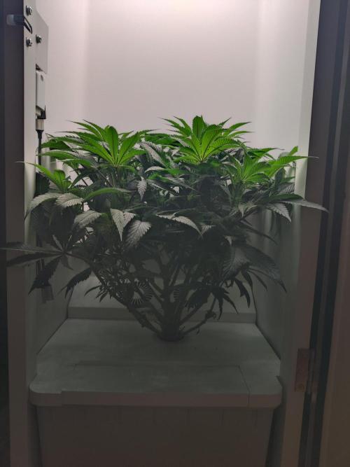 Olivia. Week 7 - Day 2