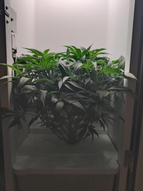 Olivia. Week 7 - Day 3