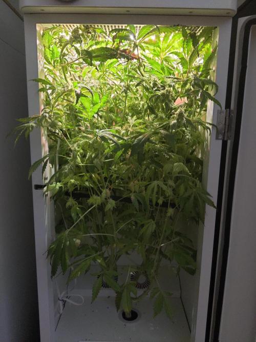 Helena. Week 14 - Day 1