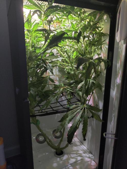 Misty. Week 11 - Day 4
