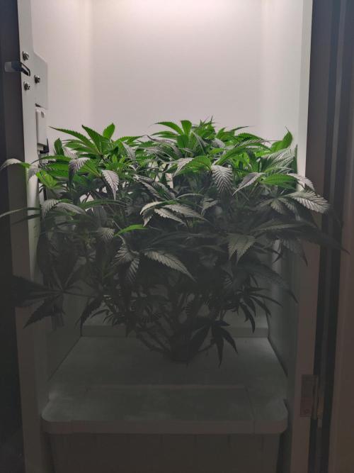 Olivia. Week 7 - Day 4