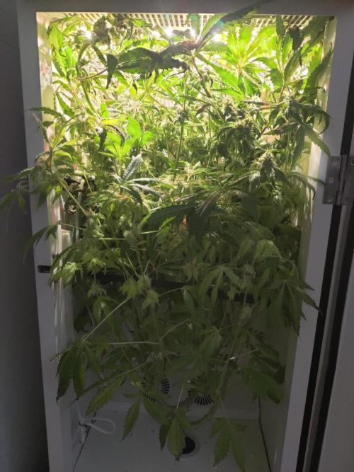 Helena. Week 14 - Day 2