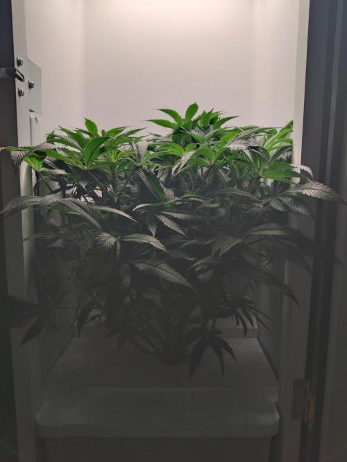 Olivia. Week 7 - Day 5