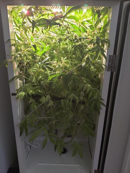 Helena. Week 14 - Day 3