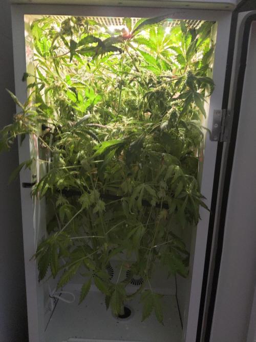 Helena. Week 14 - Day 4