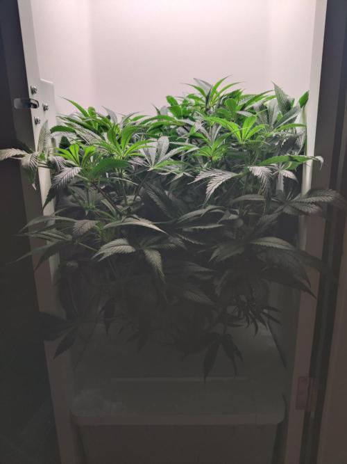 Olivia. Week 7 - Day 7
