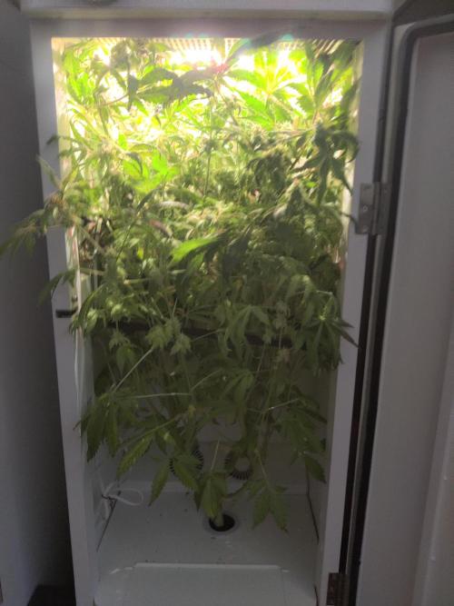 Helena. Week 14 - Day 5