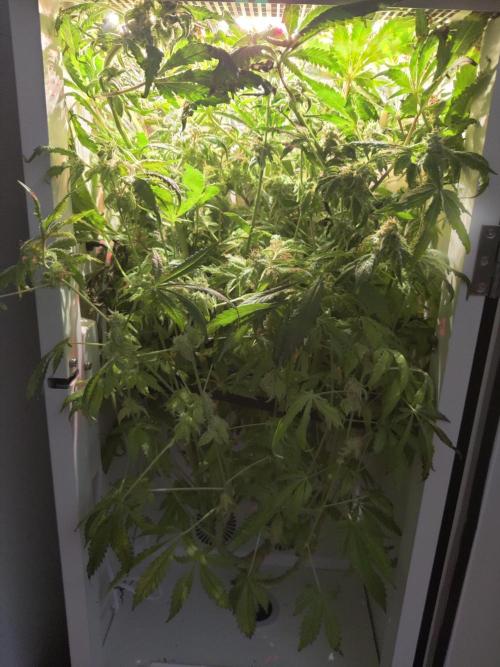 Helena. Week 14 - Day 7