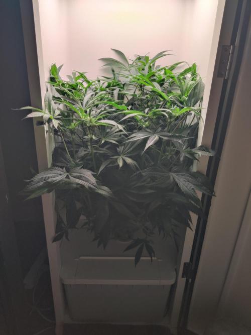 Olivia. Week 8 - Day 3