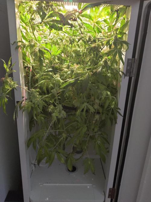 Helena. Week 15 - Day 1