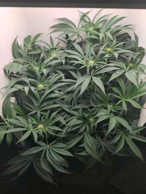 Olivia. Week 8 - Day 4