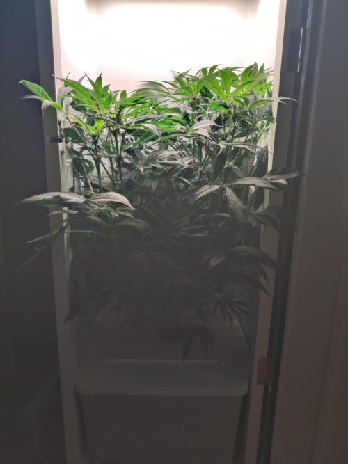 Olivia. Week 8 - Day 4