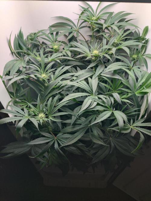 Olivia. Week 8 - Day 5