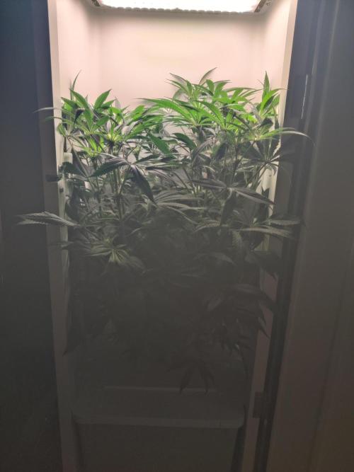 Olivia. Week 8 - Day 5