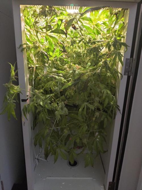 Helena. Week 15 - Day 4