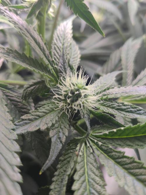 Olivia. Week 9 - Day 6