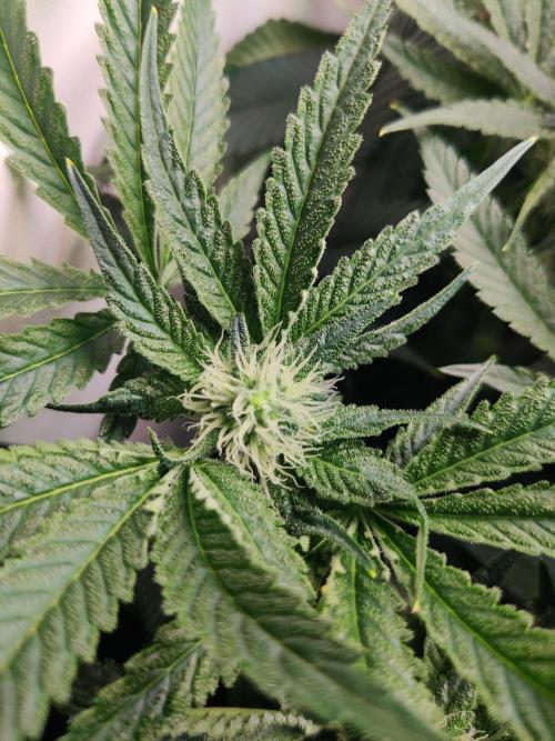 Lilac Diesel RBX2. Week 9