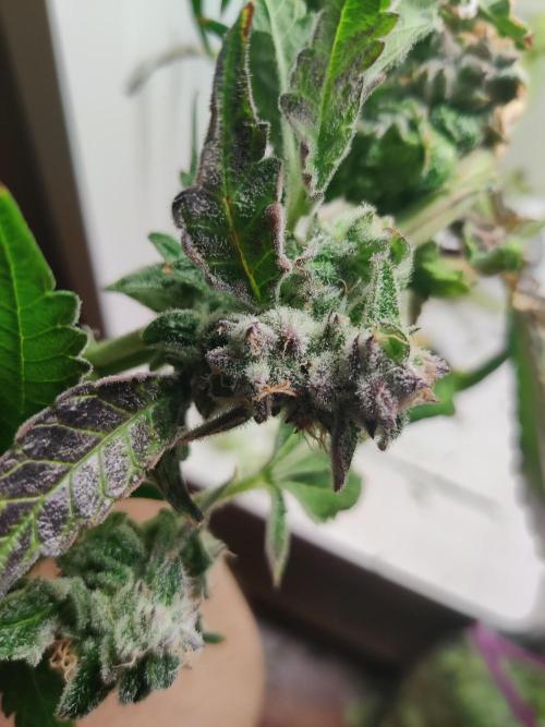 Helena. Week 17