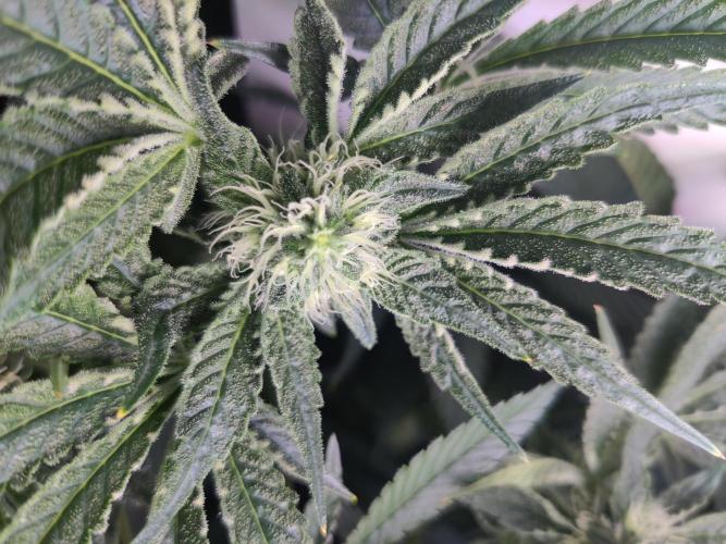 Lilac Diesel RBX2. Week 10