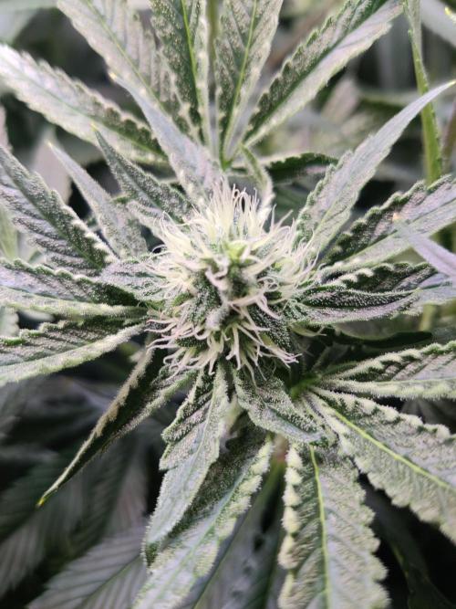 Lilac Diesel RBX2. Week 10