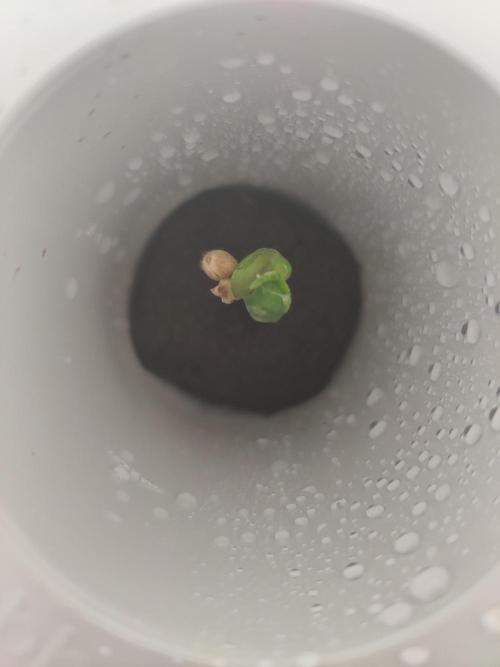 Lumi. Week 0