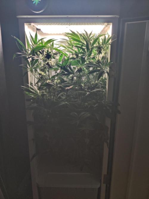 Lilac Diesel RBX2. Week 10