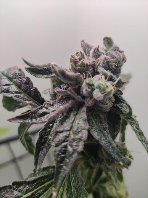Misty. Week 15