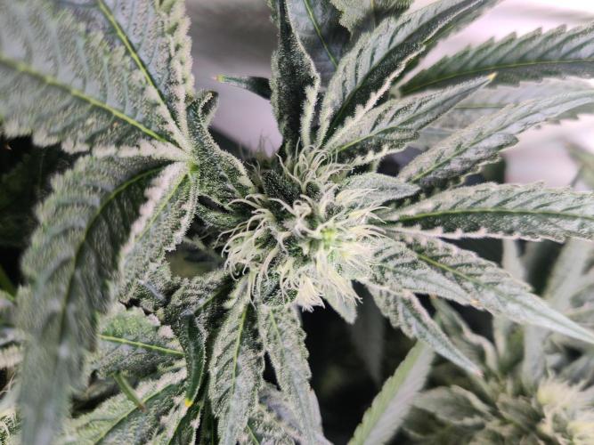 Lilac Diesel RBX2. Week 10