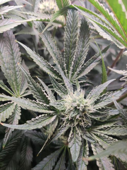 Lilac Diesel RBX2. Week 11
