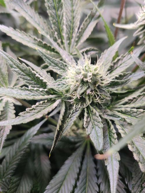 Lilac Diesel RBX2. Week 11