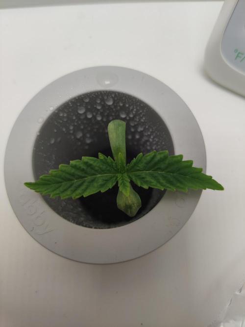 Lumi. Week 0