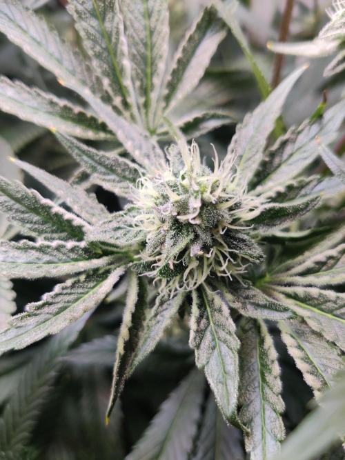 Lilac Diesel RBX2. Week 11
