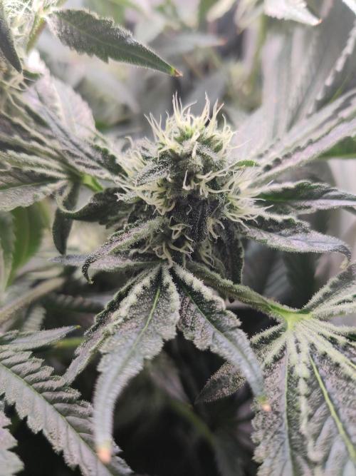 Lilac Diesel RBX2. Week 11