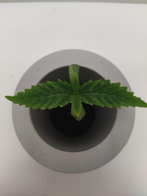 Lumi. Week 1 - Day 1