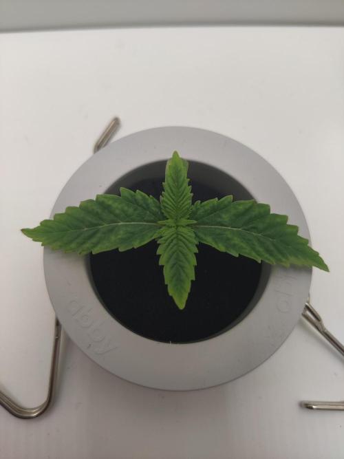 Lumi. Week 1 - Day 2