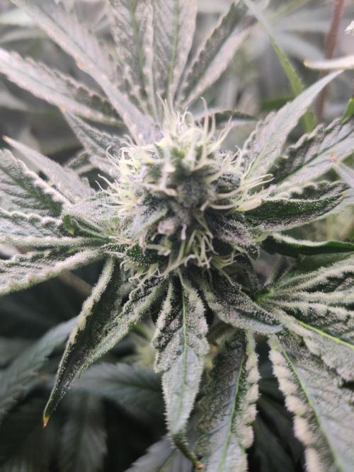 Lilac Diesel RBX2. Week 11