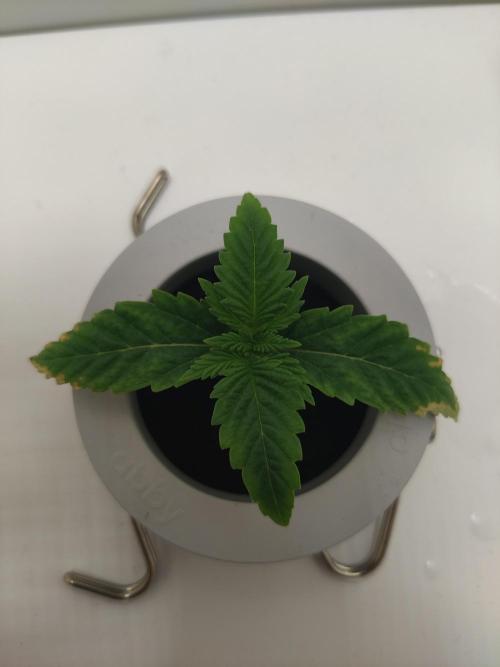 Lumi. Week 1 - Day 3