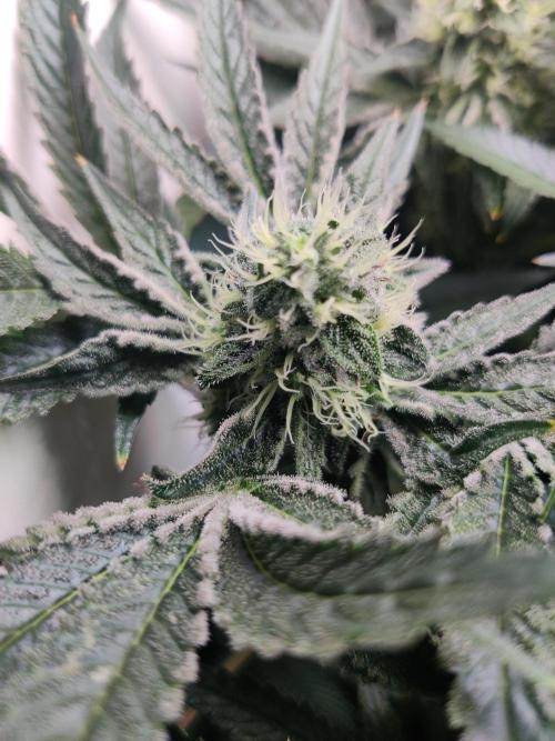 Lilac Diesel RBX2. Week 11