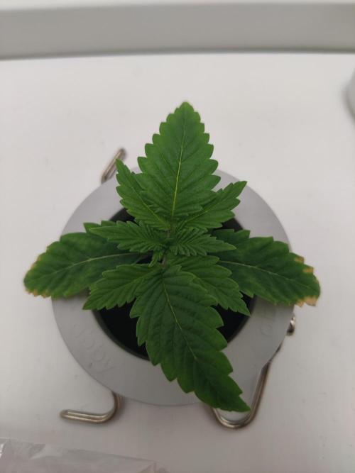Lumi. Week 1 - Day 4