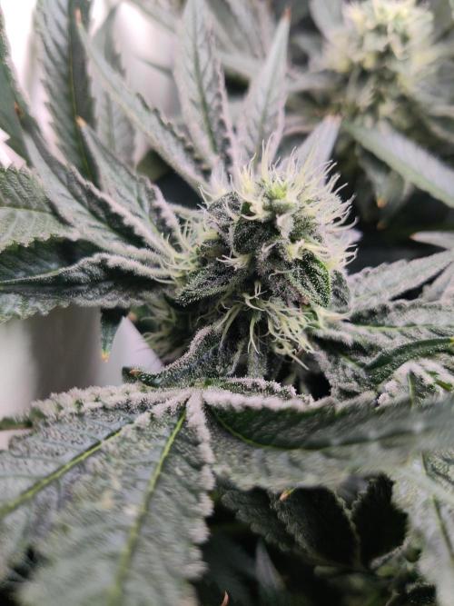Lilac Diesel RBX2. Week 11