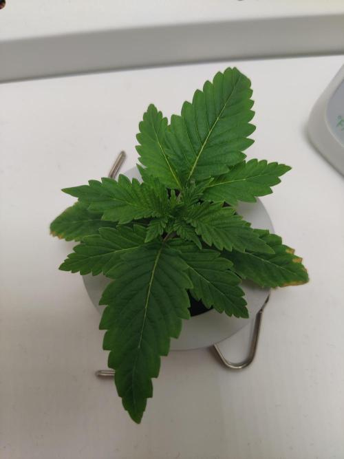 Lumi. Week 1 - Day 5